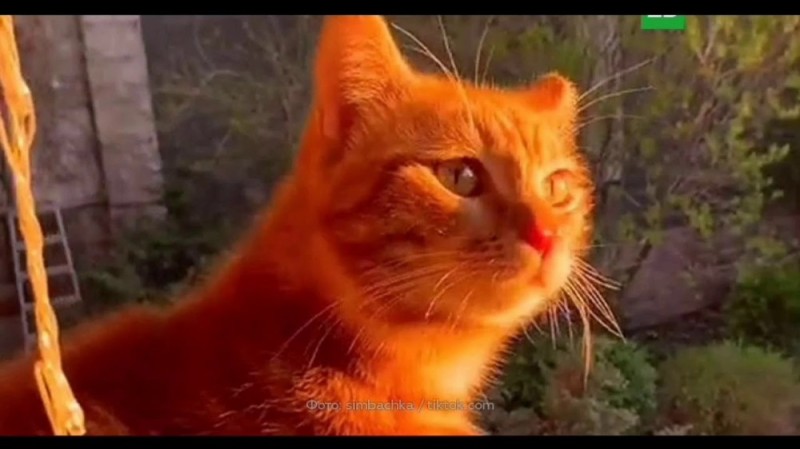 Создать мем: котенок рыжий, испуганный рыжий котенок, рыжий котик