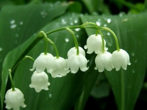 Создать мем: convallaria, слезки, конвалії