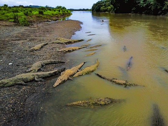 Create meme: tarkoles river, congo river crocodiles, tarcoles river costa rica crocodiles