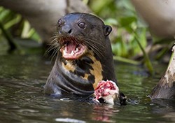 Create meme: otter black, water otter, otter