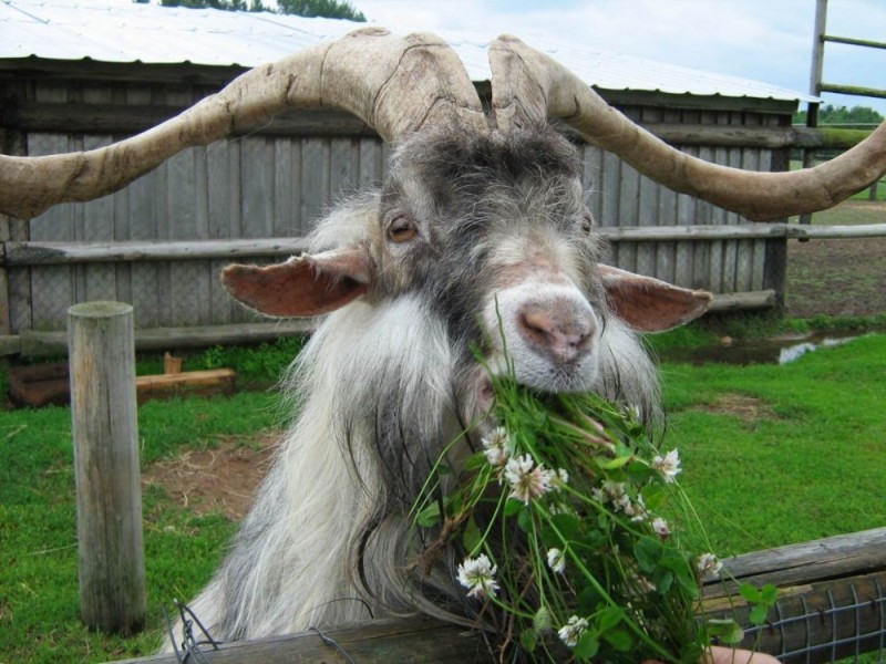 Create meme: funny goat, the goat is funny, goat 