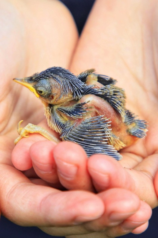 Create meme: The baby sparrow, baby goldfinch fledgling, swift chick yellow - mouthed