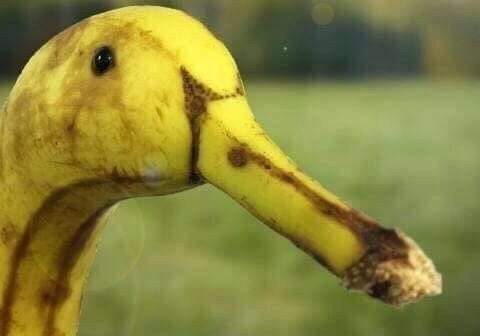 Create meme: duck banana, banana , goose banana