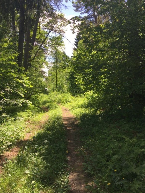 Create meme: forest path, The road through the forest is summer, Alekseevskaya grove Losiny Ostrov Park