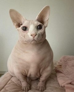 Create meme: cat Sphynx, Sphynx, Sphinx