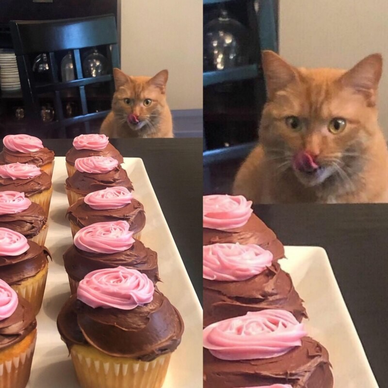 Create meme: cat and cupcakes meme, cat , The cat is eating a cupcake