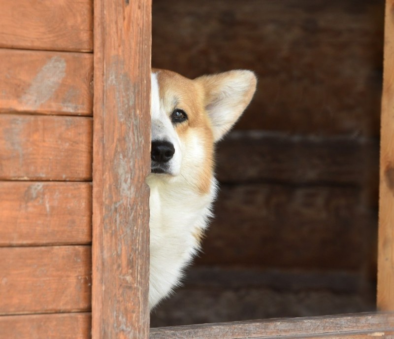 Create meme: Welsh corgi pembroke white, Welsh Corgi dog, puppy Welsh Corgi