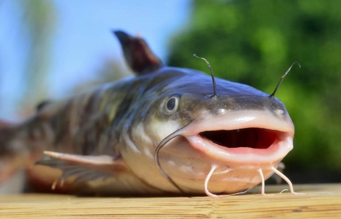 Create meme: com channel, fish catfish, American catfish fish