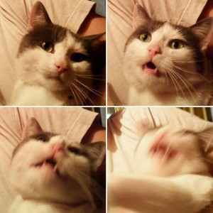 Create meme: take a selfie, selfie cat, cat selfie