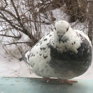 Создать мем: николаевские бойные голуби, голуби голуби, хищный голубь