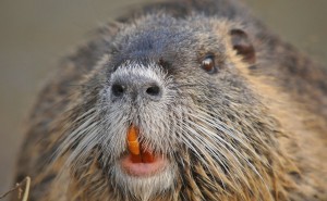 Create meme: nutria