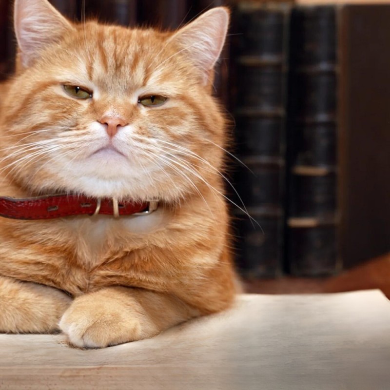 Create meme: arrogant cat , smart cat, scientist cat