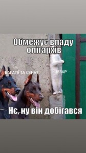 Create meme: funny animals, funny animals, the cat and the Dobermans meme