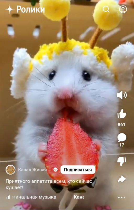 Create meme: hamsters are funny, hamster funny, hamster cute