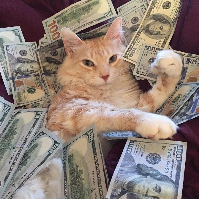 Create meme: cat money, the cat is rich, cash cat