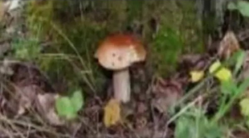 Создать мем: дубовик гриб, грибы, боровик белый гриб