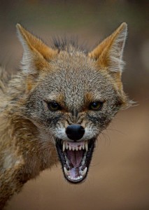 Создать мем: серая лиса зевает, шакал обыкновенный, животное шакал