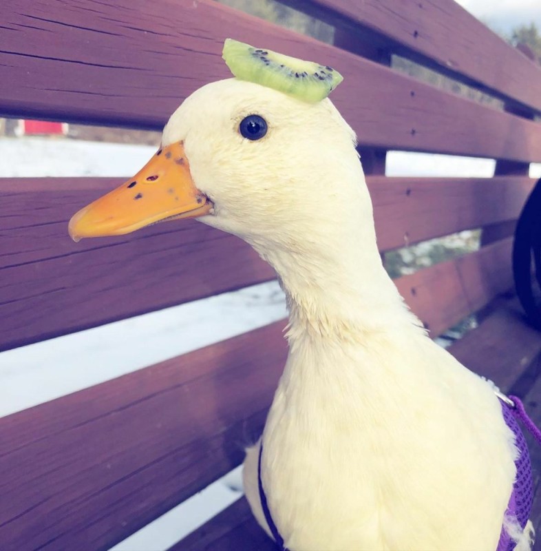 Create meme: duck , cute ducks, duck