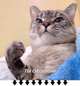 Create meme: cat , the cat is serious, memes cat