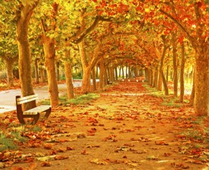 Create meme: autumn Wallpaper hd vertical alley, autumn vertical pictures, the most beautiful paintings of autumn in the Park