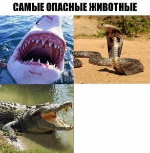 Create meme: picture the most dangerous animals drunk max, memes are the most dangerous animals, dangerous animals