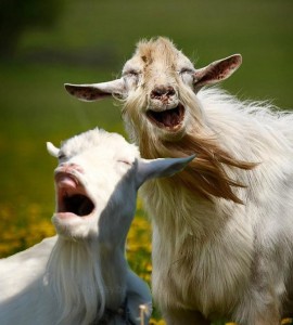 Create meme: goat, white goat, funny goat