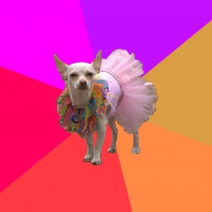 Create meme: Chihuahua, dancer, chihuahua