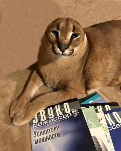 Create meme: cat, cat, Caracal