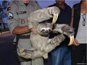 Create meme: sloth animal, sloth