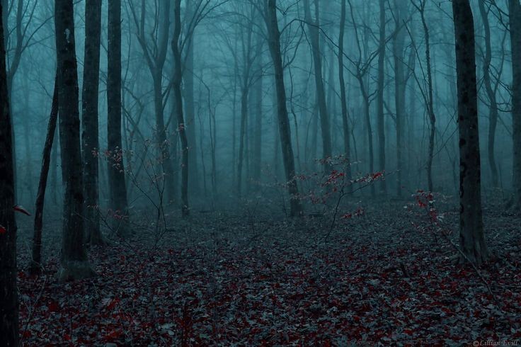 Create meme: the forest dark, Scary forest, fog forest