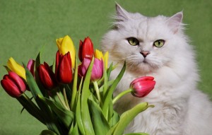 Создать мем: белый кот в тюльпанах, кот дарит цветы, котик с тюльпанами
