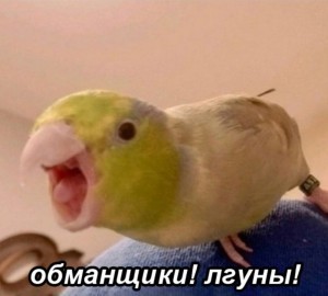 Create meme: Alexandrine parrot, budgie, Corella parrot