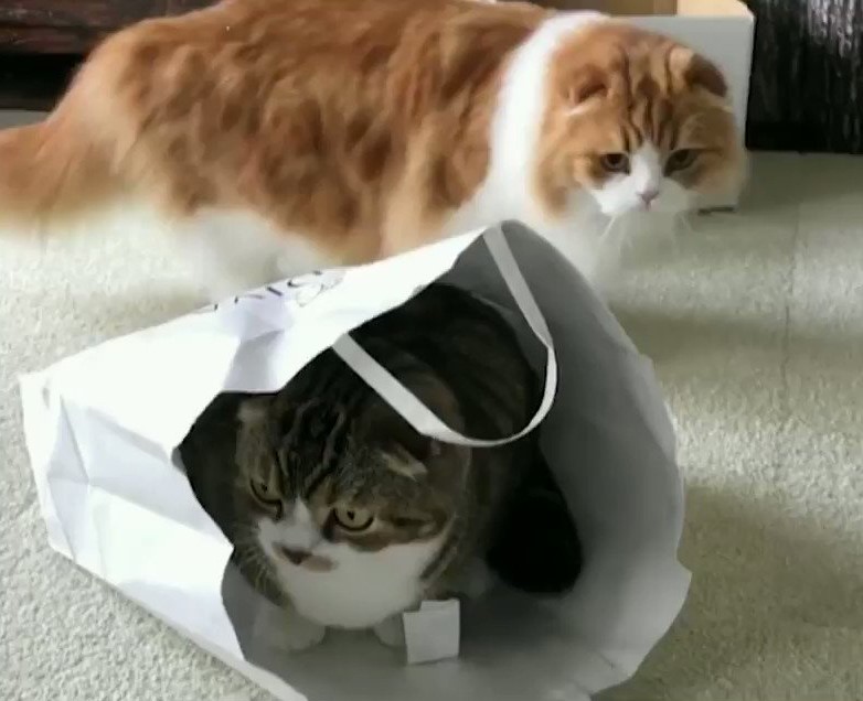 Создать мем: кот мару, кошка в пакете, кот