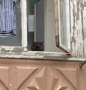 Создать мем: кот на окне, кошка на окошке, кот