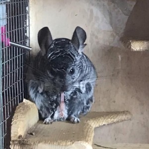 Create meme: chinchilla boy, chinchilla, chinchilla