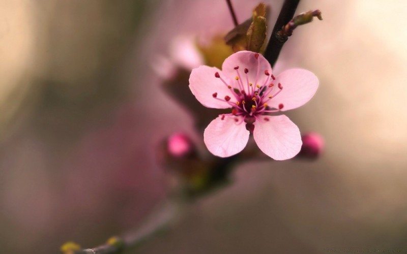 Создать мем: вишня цветы, цветущей вишни, цветок сакуры
