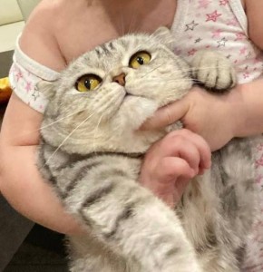 Create meme: cat, Scottish fold cat, kitty