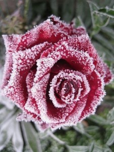 Create meme: roses in the snow
