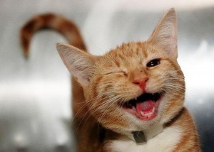 Create meme: cat funny, cat smile, smiling cat