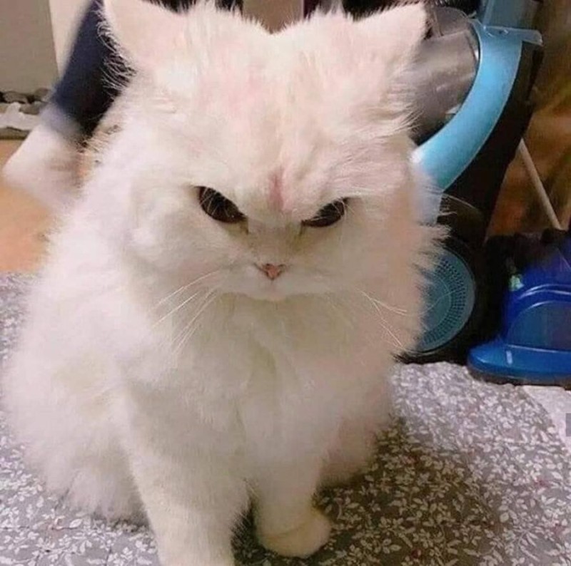 Create meme: angry cute cat, the evil white cat, evil cat