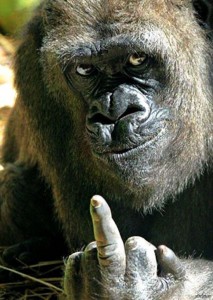 Создать мем: обезьяны большие, горилла фак, смешные обезьяны