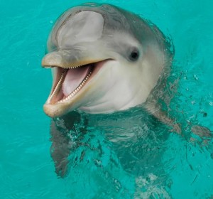 Create meme: Dolphin golfinho, Dolphin animal, Dolphin laughs