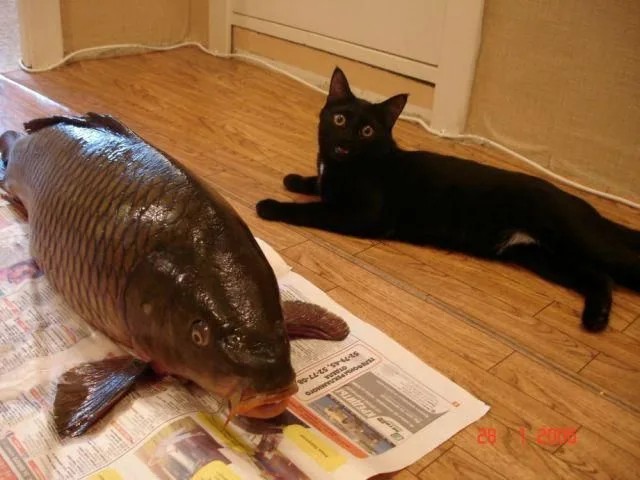 Create meme: carp fish, carp fish, cat with fish