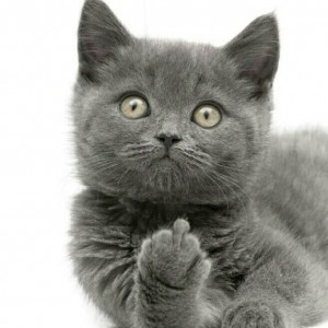 Create meme: gray cat, British Shorthair