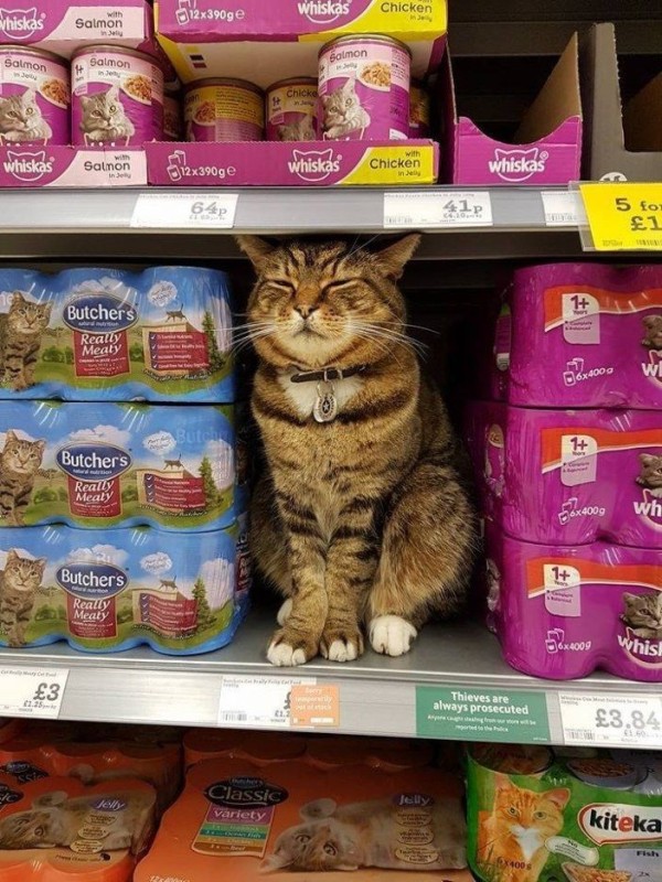 Create meme: the cat in the store, cat , smart cat