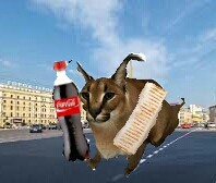 Создать мем: шлёпа русский кот, шлёпа кот, кот шлепа