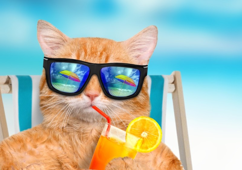 Create meme: cat on the beach, a cat with glasses on the beach, the cat is on vacation