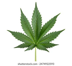 Create meme: medical marijuana , marijuana leaf/cannabis leaf, marijuana leaf