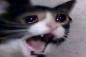 Create meme: cat crying meme, Cat, crying cat