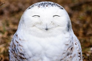 Create meme: snowy owl, smiling owl, bird owl